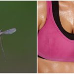 Mosquitoes and the smell of sweat