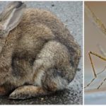 Rabbits and mosquitoes