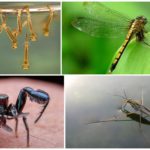 Insects that eat mosquitoes and their larvae