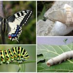 Swallowtail and its caterpillar on the left, the silkworm and its larva on the right