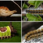 Shaggy caterpillars
