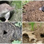 Mole holes and shrews