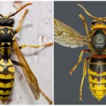 Wasp and Hornet