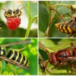 Wasps and Hornets