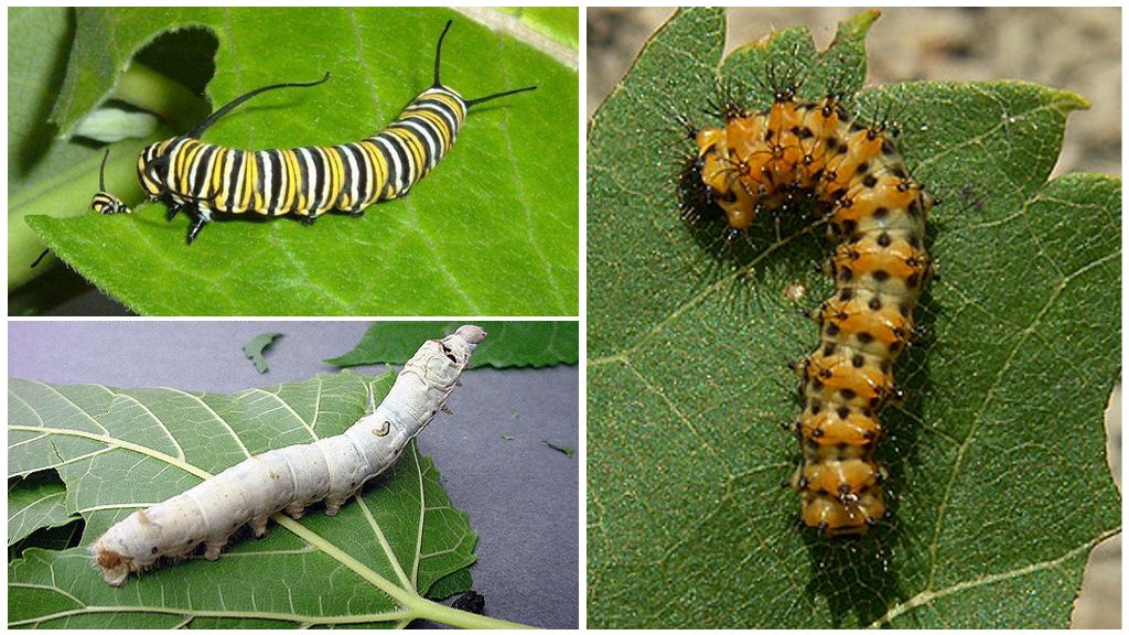 Caterpillar barība