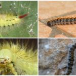 Russian species of poisonous caterpillars