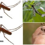 Female and male mosquitoes