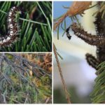Caterpillars of the Siberian silkworm