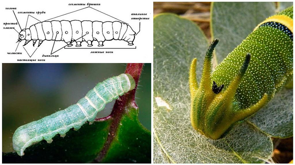 Caterpillar konstrukcija