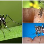Representants de l'espècie Aedes (kusaki)