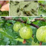 Shoot aphid on gooseberry