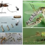 Mosquito life cycle
