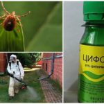 The effectiveness of the drug Tsifox from ticks