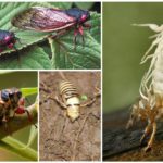 Cicada fly