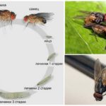 Life Cycle of a Common Fly