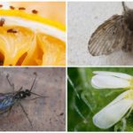 Varieties of small insects