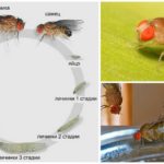 Fly life cycle