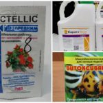 Means of struggle with spider mite