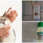Drops for cats with otodektoze
