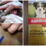 Drops for dogs from ticks
