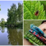 Ticks in the Moscow region