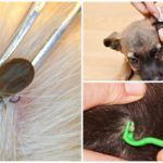 Removing the tick from the dog
