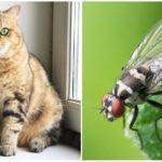 Cat and fly