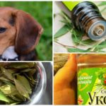 Use of folk remedies for dogs