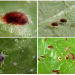 Spider mite and its larvae