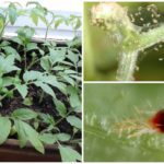 Spider mite on seedlings