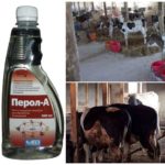 Preparation Perol for processing of a shed from flies