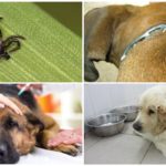 Piroplasmosis in dogs