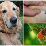 Sprays for dogs against ticks and fleas