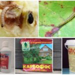 Chemical methods for the destruction of caterpillars