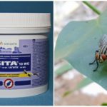 The use of Agita from flies