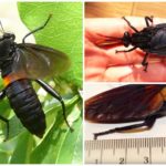 The biggest fly in the world Gauromydas heros