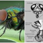 Fly head structure