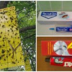 Glue trap for insects