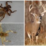 Danger of elk fly to animals