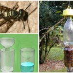 Wasp trap from plastic bottle