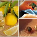 Essential oils against ticks