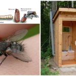 Flies in the outdoor toilet
