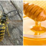 Wasps and honey