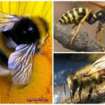 Bee, bumblebee and wasp