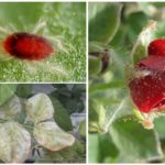 Spider mite on a rose