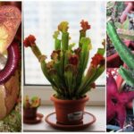 Predator plants: nepentes, sarracenia and stapelia