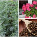 Flies repellent plants