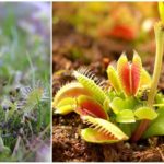 Sundew, English and Venus flytrap
