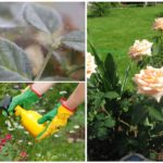 Fighting spider mite on a rose