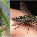 Big gray horsefly Tabanus autumnalis Linnaeus
